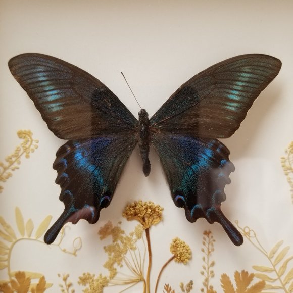 #B2 1 Rare Collectible Real Far East Russian Alpine Black Swallowtail Butterfly - Picture 3 of 13